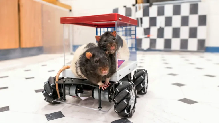 Rats Driving Cars: What This Surprising Experiment Reveals About Your Brain!