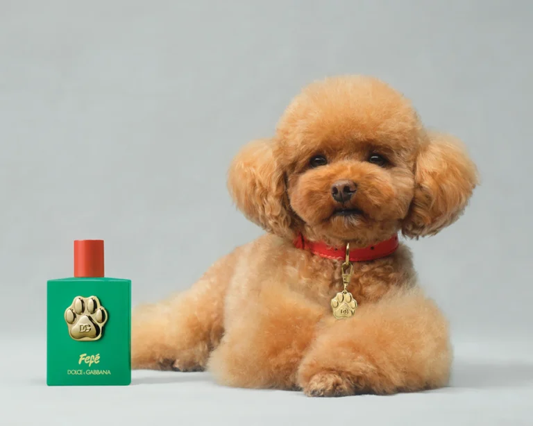 Dolce & Gabbana have launched a new perfume – but it’s not for humans