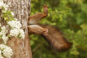 Stuck squirrel wins 2024 Comedy Wildlife Photography award